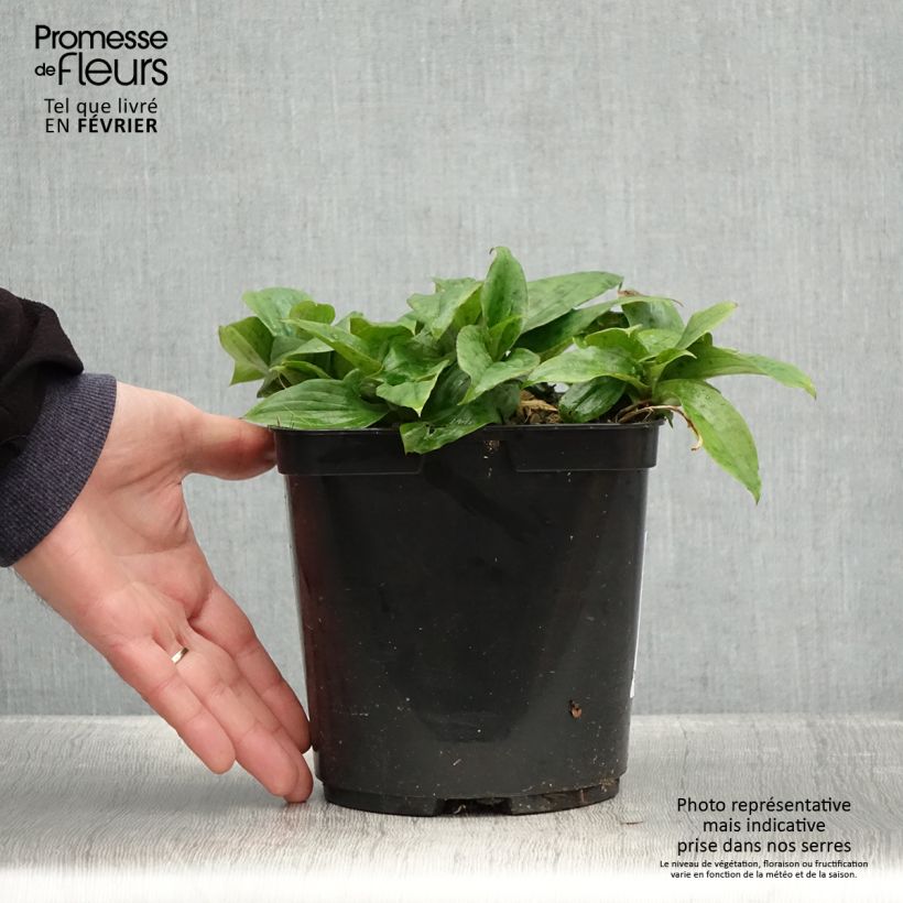 Tricyrtis formosana Pink Freckles - Lirio sapo Maceta 2L/3L Ejemplar entregado en invierno