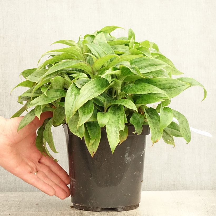 Tricyrtis formosana Pink Freckles - Lirio sapo Maceta 2L/3L Ejemplar entregado en la primavera
