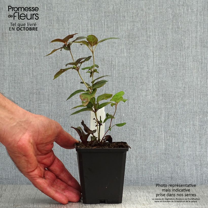 Ejemplar de Lysimachia ciliata Fire Cracker Maceta de 8/9 cm entregado en otoño