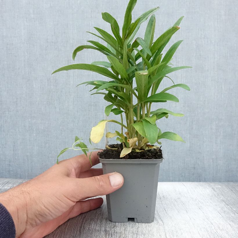 Ejemplar de Lysimachia ephemerum - Lysimaque ephémère Godet de 9cm entregado en verano