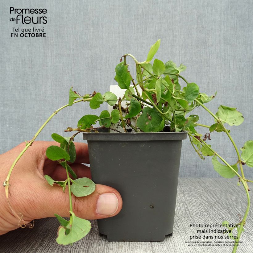 Ejemplar de Lysimachia nummularia - Hierba de la moneda Maceta de 8/9 cm entregado en otoño