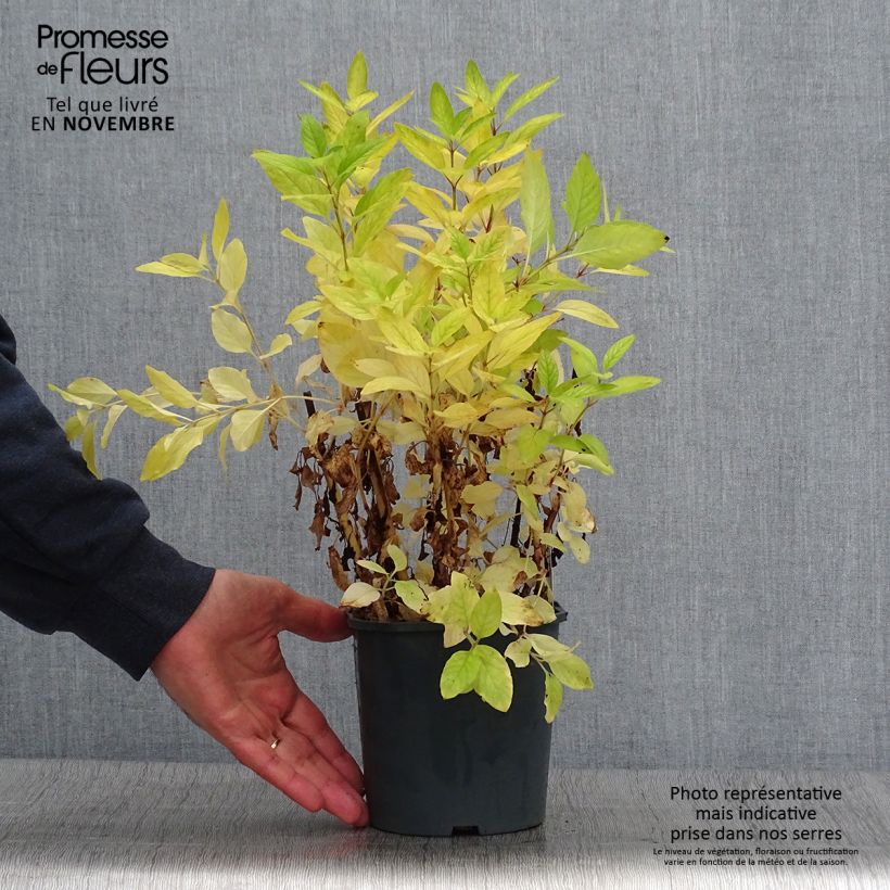 Ejemplar de Lysimachia punctata - Salicaria punteada Maceta 2L/3L entregado en otoño