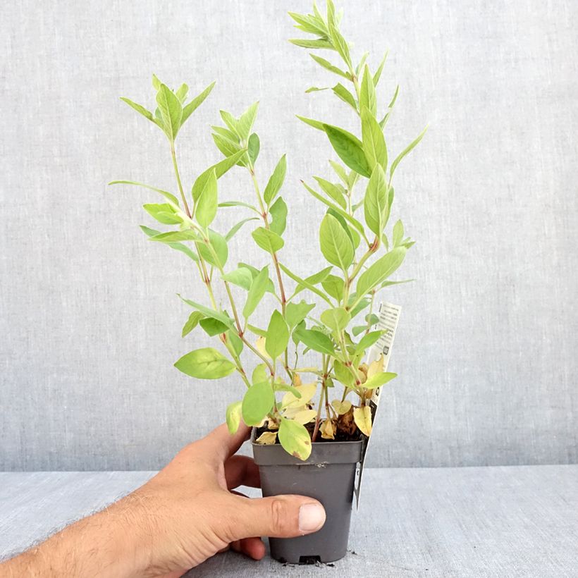 Ejemplar de Lysimachia punctata - Salicaria punteada Maceta de 8/9 cm entregado en verano