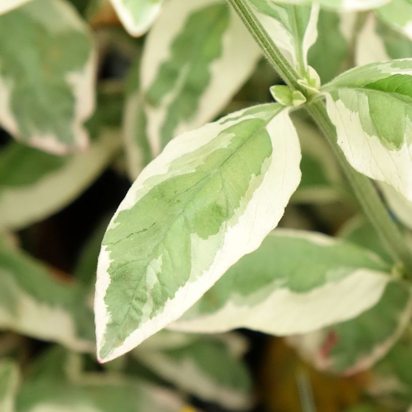 Lysimachia punctata Variegata - Salicaria punteada (Follaje)