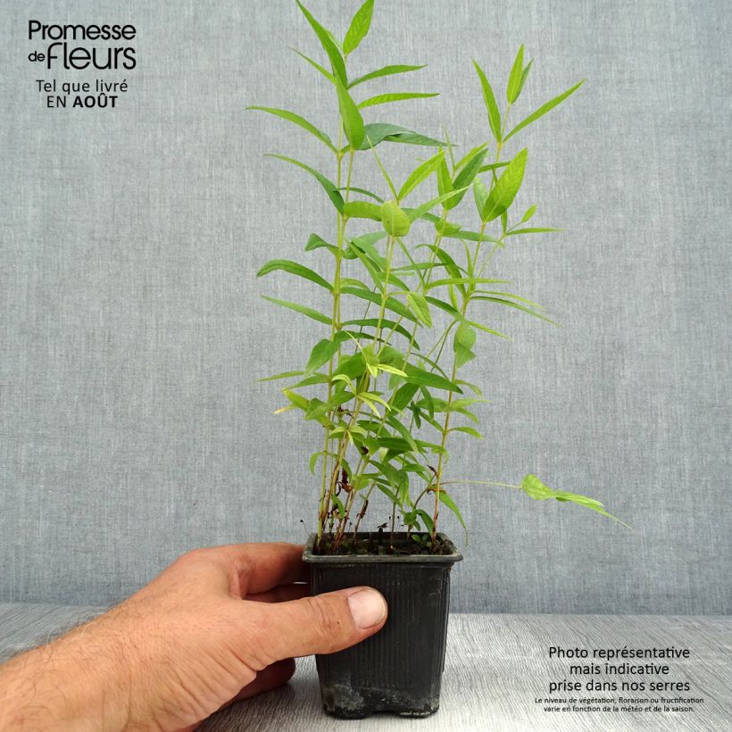Ejemplar de Lysimachia vulgaris - Lysimaque commune  Godet de 8/9 cm entregado en verano