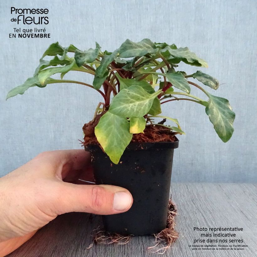 Ejemplar de Lysimachia atropurpurea Beaujolais Maceta de 8/9 cm entregado en otoño
