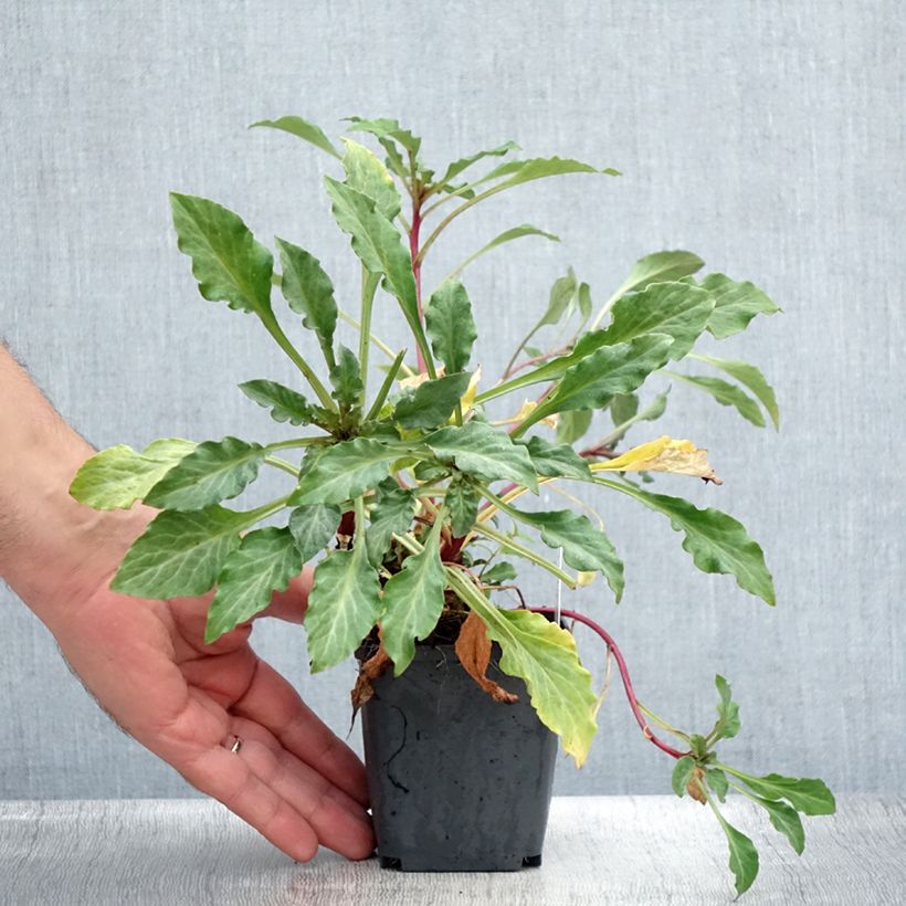 Ejemplar de Lysimachia atropurpurea Beaujolais Maceta de 8/9 cm entregado en verano