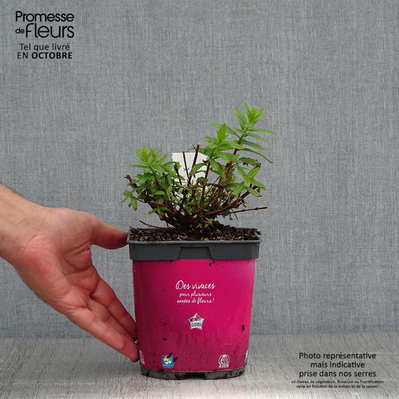 Ejemplar de Lythrum salicaria Robert - Salicaria Maceta 2L/3L entregado en otoño