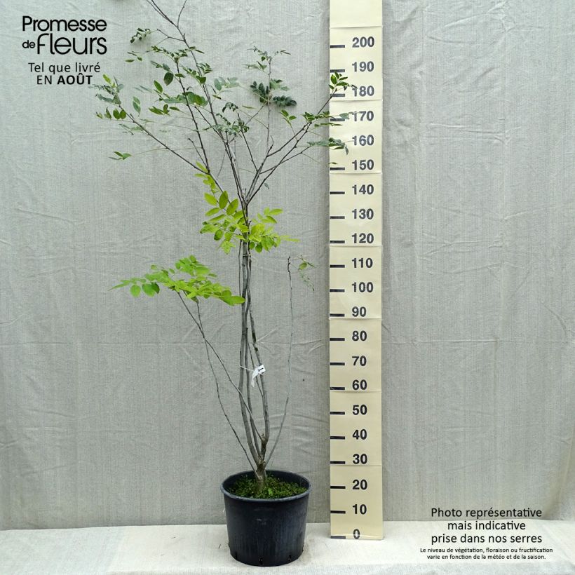 Ejemplar de Maackia amurensis - Maackia de Amur Maceta 18L/20LAltura de entrega aprox. 100/125cm entregado en verano