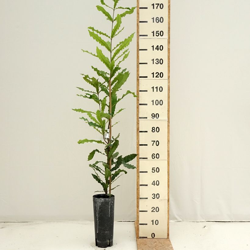 Ejemplar de Macadamia integrifolia - árbol de la nuez de macadamia Maceta 4L/5L entregado en verano