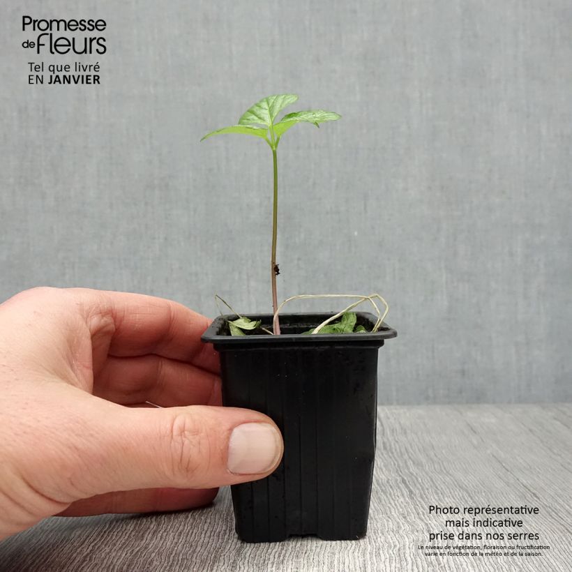 Apio caballar​ - Smyrnium olusatrum Maceta de 7/8 cm Ejemplar entregado en invierno