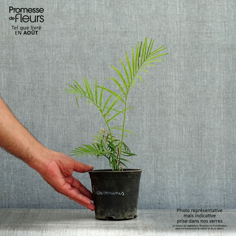Ejemplar de Macrozamia communis Maceta de 12 cm / 13 cm entregado en verano