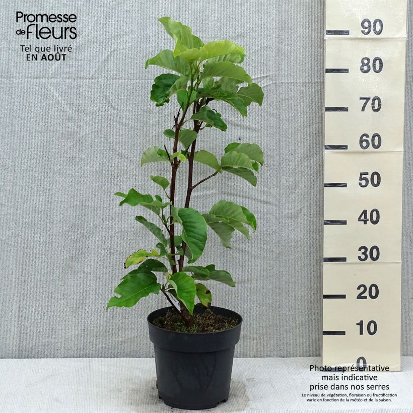 Ejemplar de Magnolia acuminata Blue Opal Maceta 7,5L/10L entregado en verano
