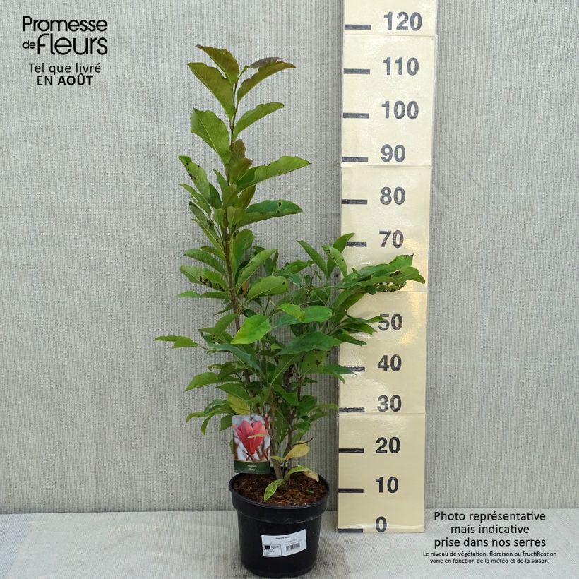 Ejemplar de Magnolia Betty Pot de 4L/5L entregado en verano