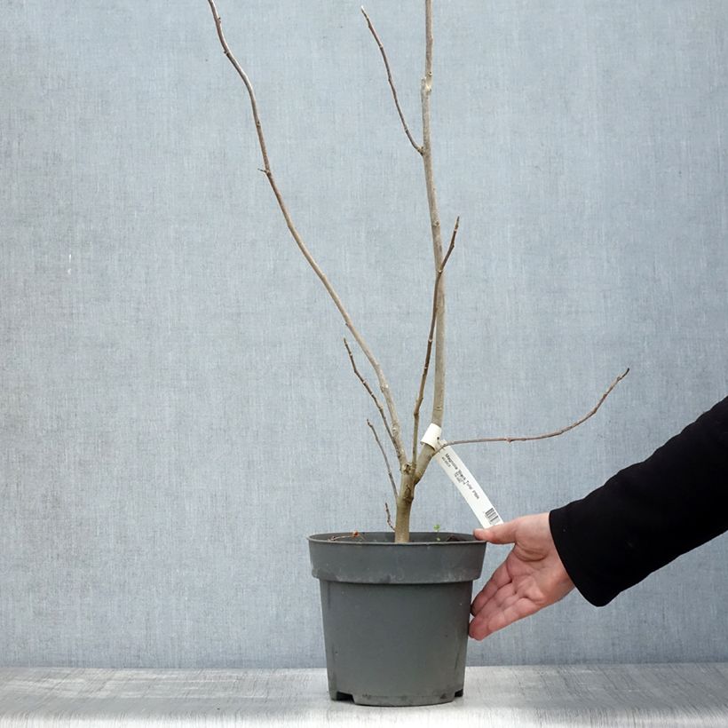 Ejemplar de Magnolia Black Tulip Maceta 4L/5L entregado en otoño