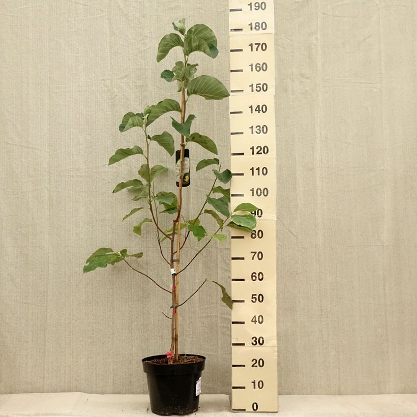 Ejemplar de Magnolia acuminata Daphne Maceta 7,5L/10L entregado en otoño