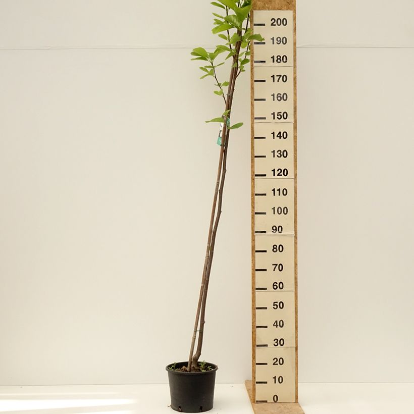 Magnolia denudata Double Diamond - Yulan Maceta 7,5L/10L Ejemplar entregado en la primavera
