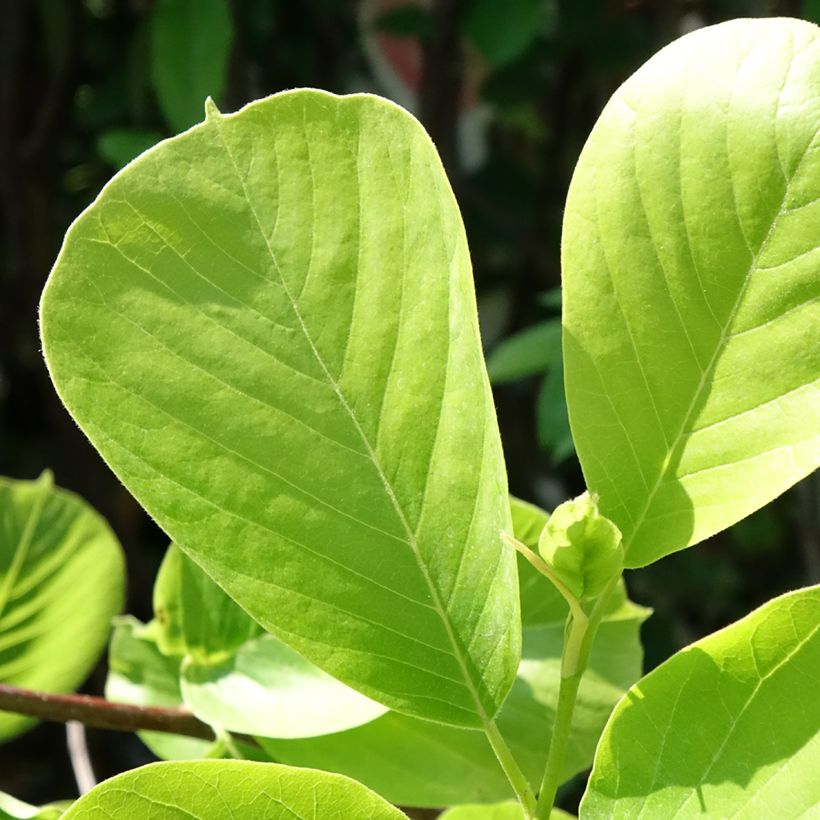 Magnolia denudata Double Diamond - Yulan (Follaje)