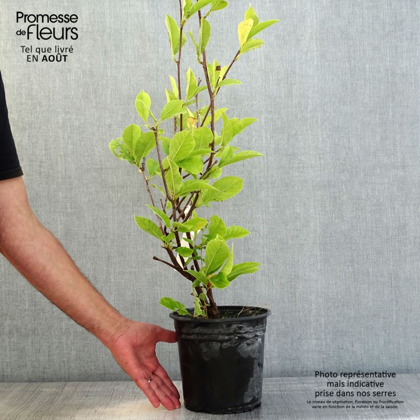 Ejemplar de Magnolia denudata Festirose - Yulan Maceta 4L/5LAltura de entrega aprox. 80cm entregado en verano