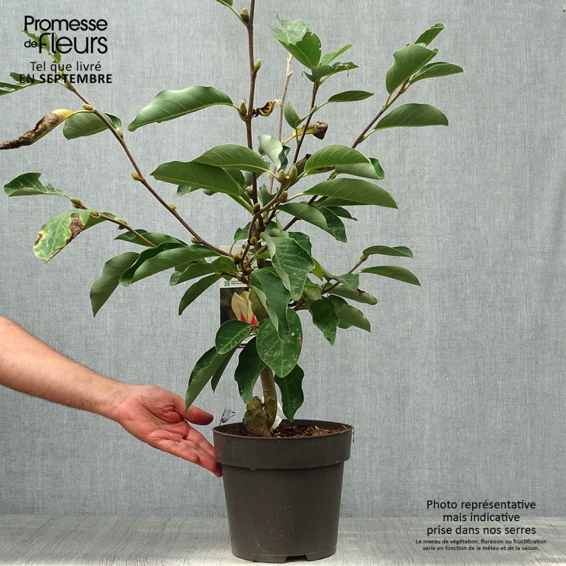 Ejemplar de Magnolia denudata Sunrise - Yulan Maceta 3L/4L entregado en otoño
