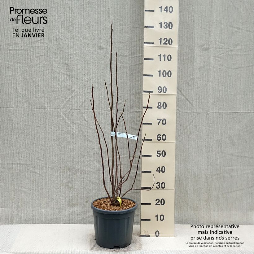 Magnolia Elisabeth Maceta 7,5L/10L Ejemplar entregado en invierno