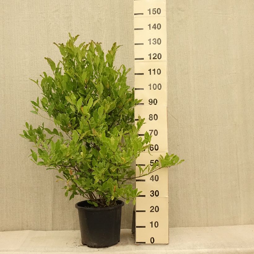 Ejemplar de Magnolia stellata Waterlily - Magnolia estrellada Maceta 7,5L/10L entregado en verano