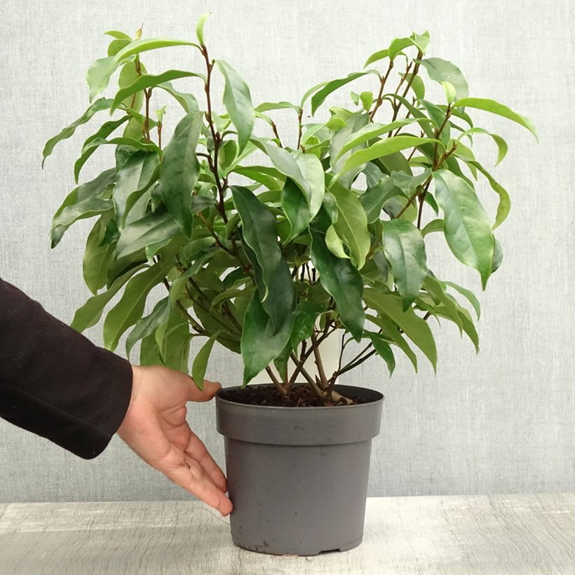 Ejemplar de Magnolia figo Stellar Ruby - Arbusto de la banana Maceta 3L/4L entregado en otoño