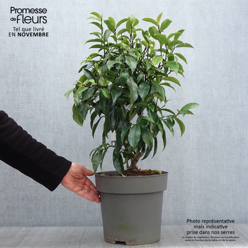Ejemplar de Magnolia figo Stellar Ruby - Arbusto de la banana Maceta 6L/7L entregado en otoño