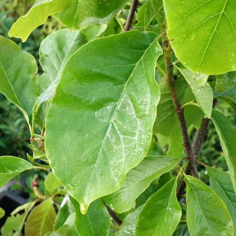Magnolia soulangeana Frank's masterpiece (Follaje)