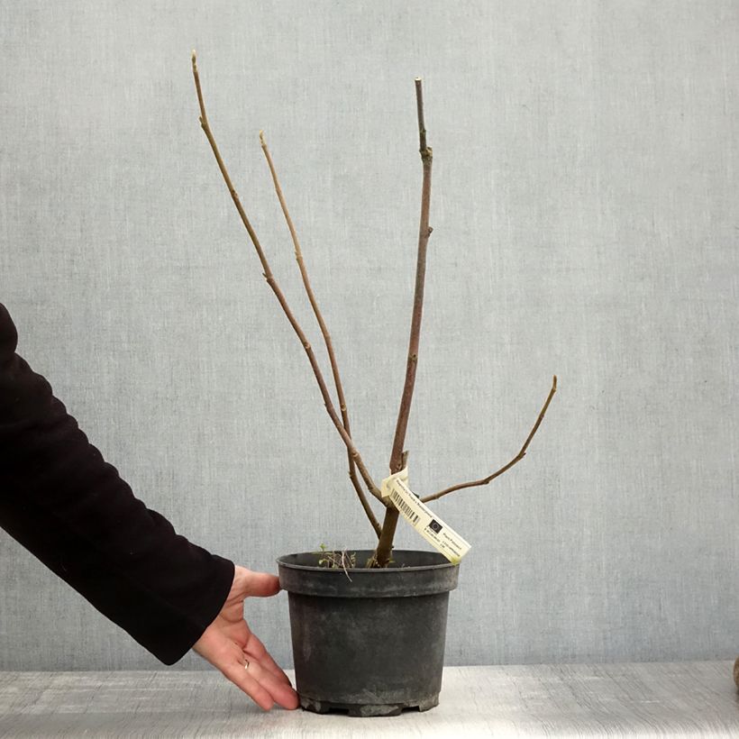 Ejemplar de Magnolia soulangeana Frank's masterpiece Maceta 3L/4L entregado en otoño