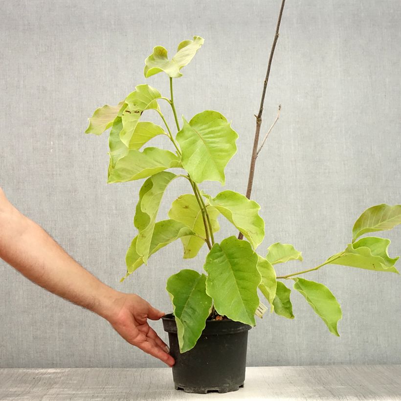 Ejemplar de Magnolia soulangeana Frank's masterpiece Maceta 3L/4L entregado en verano