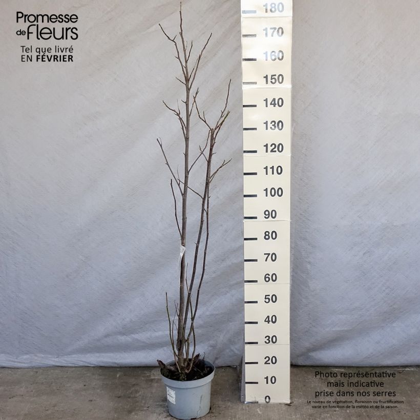 Magnolia Galaxy Maceta 4L/5L Ejemplar entregado en invierno