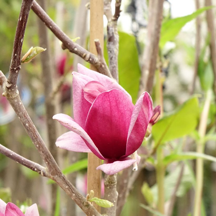 Magnolia Genie (Floración)