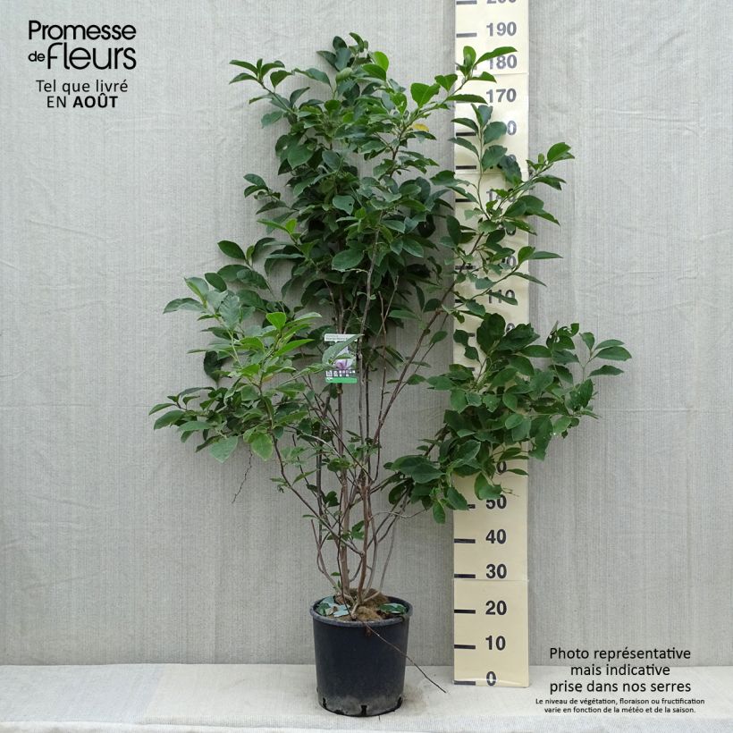 Ejemplar de Magnolia George Henry Kern 80cm+ en pot de 12L entregado en verano