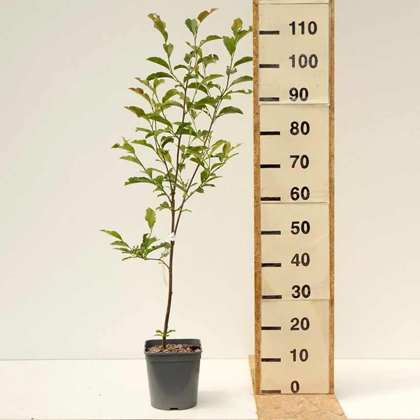 Ejemplar de Magnolia George Henry Kern Maceta 3L/4L entregado en verano