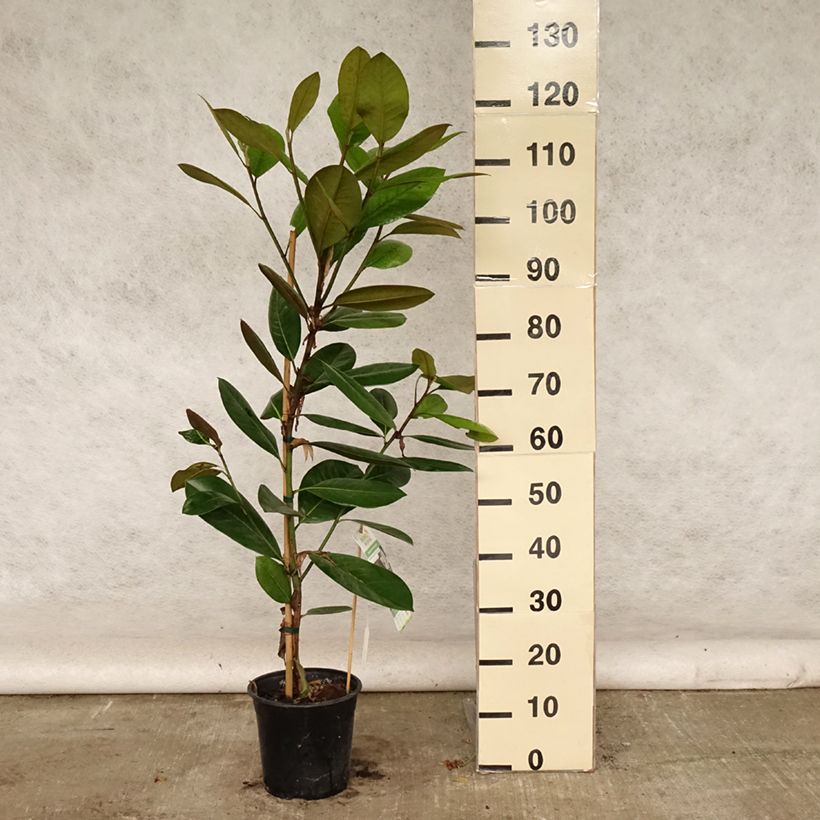 Ejemplar de Magnolia grandiflora Treyve en pot de 4/5L entregado en verano