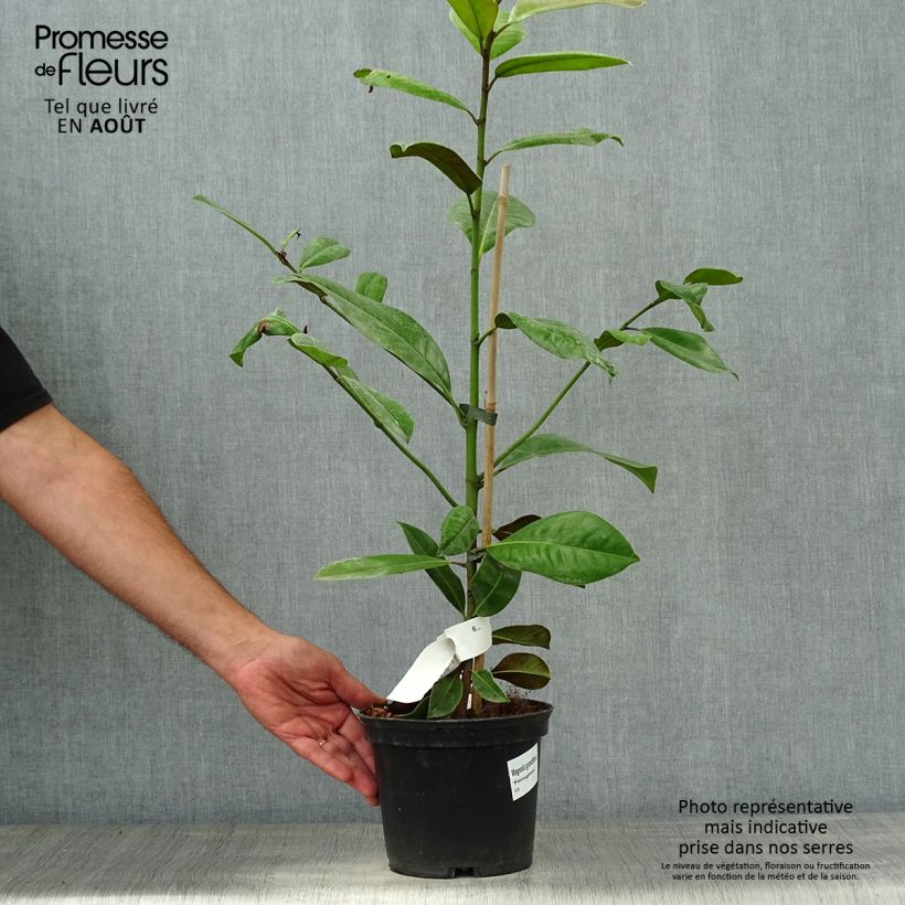 Ejemplar de Magnolia grandiflora Ferruginea Maceta 1,5L/2L entregado en verano