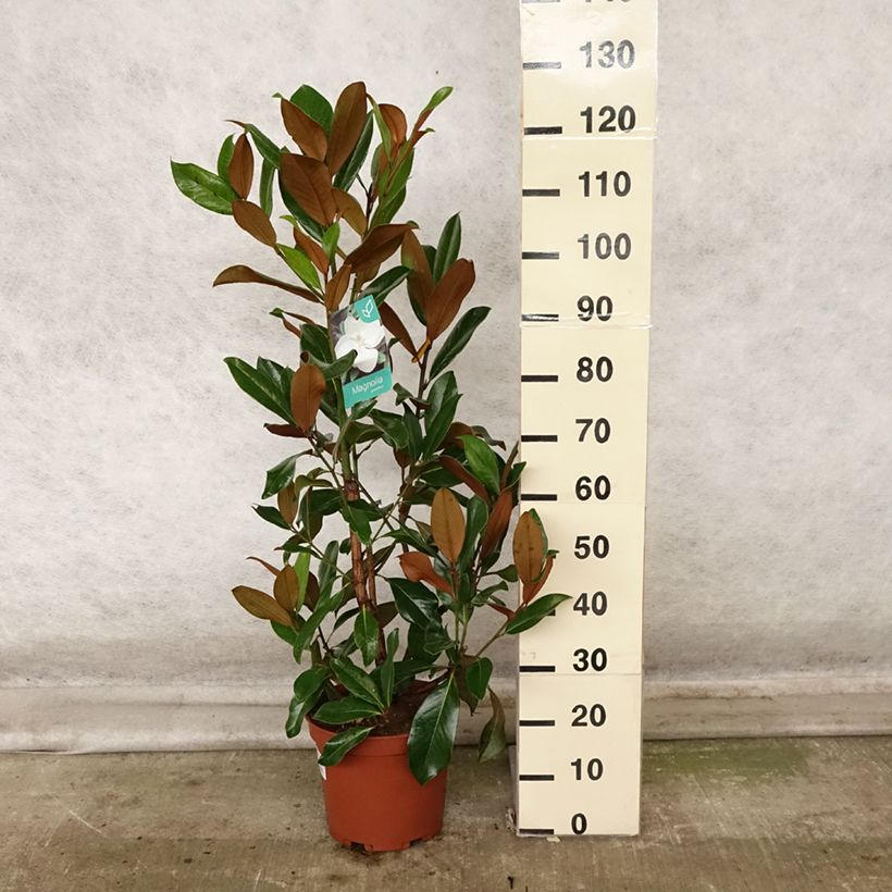 Ejemplar de Magnolia grandiflora Galissonière Maceta 7,5L/10L entregado en otoño