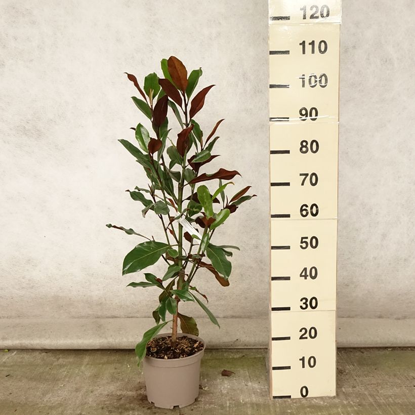 Ejemplar de Magnolia grandiflora Kay Parris - Magnolia persistant Pot de 4L/5L entregado en verano
