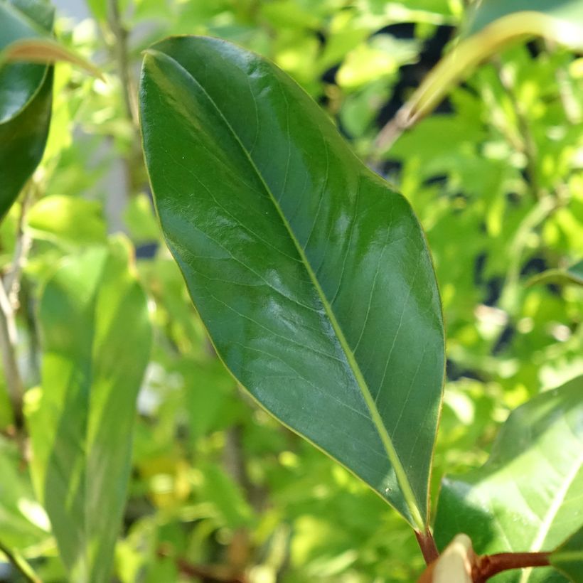 Magnolia grandiflora Kay Parris (Follaje)