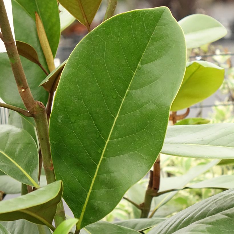 Magnolia grandiflora Mainstreet - Southern Magnolia, Bull Bay (Follaje)