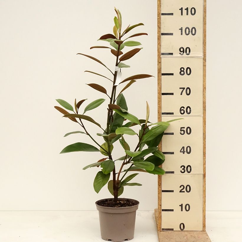 Magnolia grandiflora Mainstreet - Southern Magnolia, Bull Bay Maceta 4L/5L Ejemplar entregado en la primavera