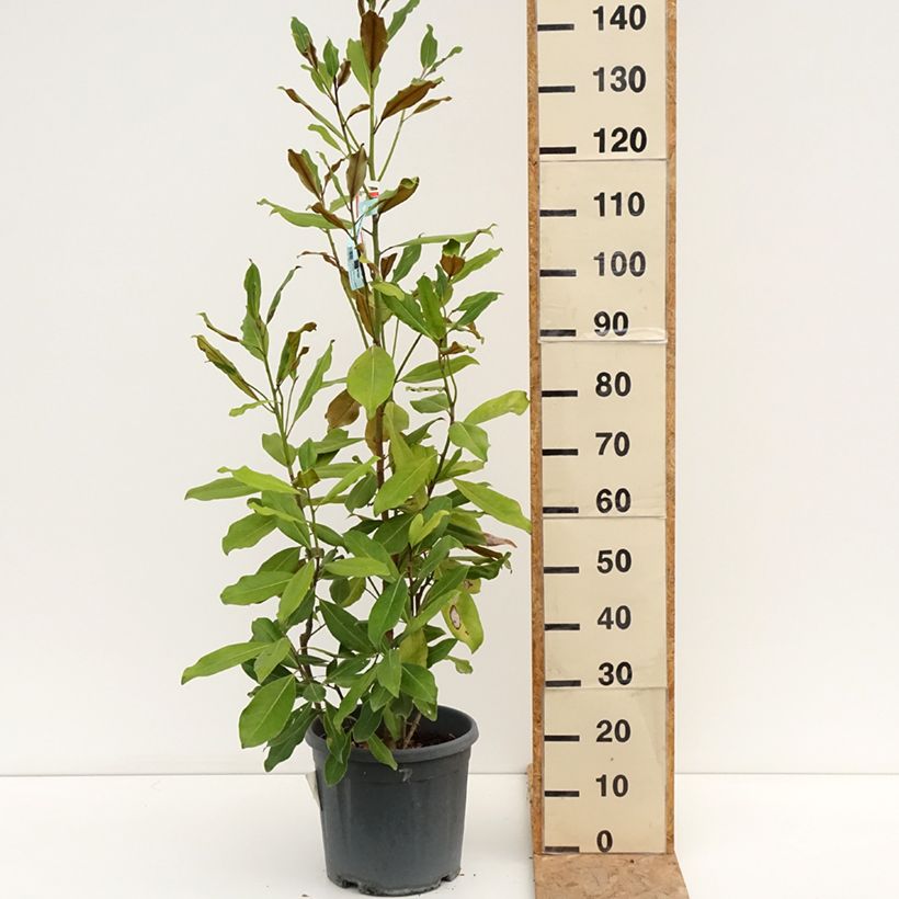 Ejemplar de Magnolia grandiflora Nana Maceta 12L/15L entregado en verano