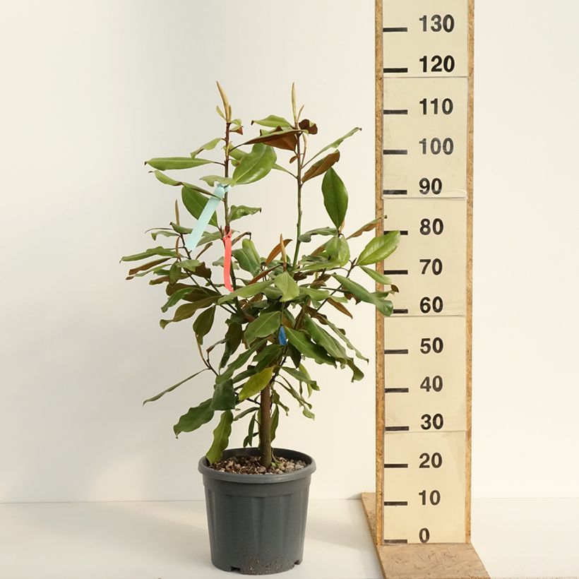 Magnolia grandiflora Nana - Laurier-tulipier Pot de 12L/15L Ejemplar entregado en la primavera