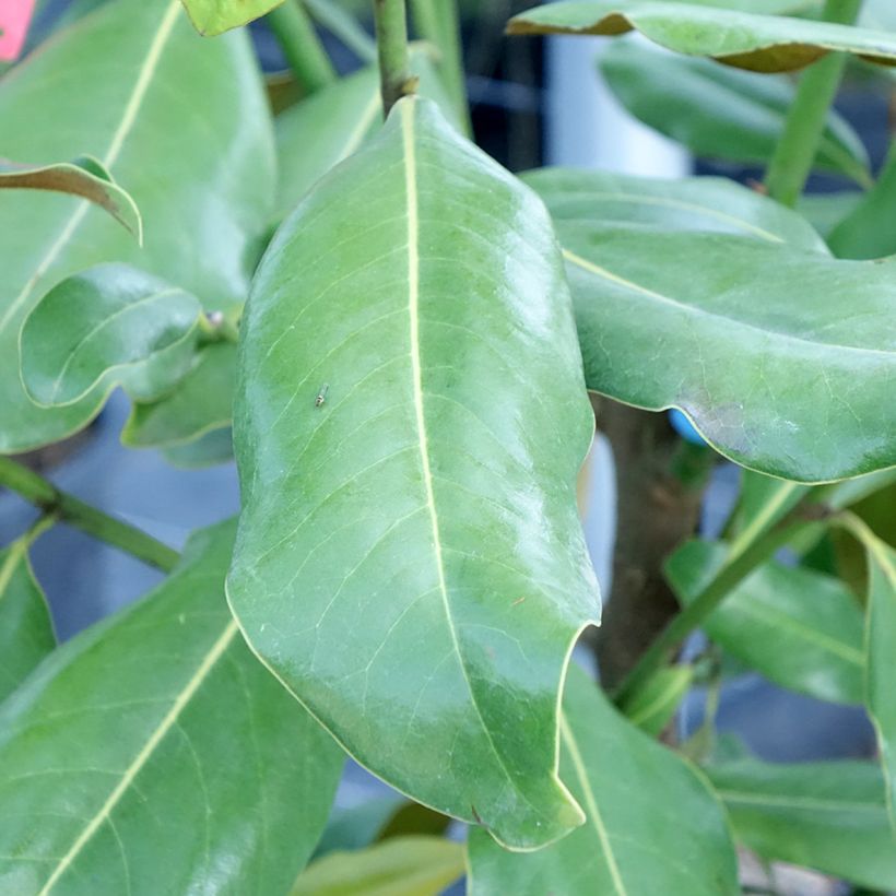 Magnolia grandiflora Nana (Follaje)