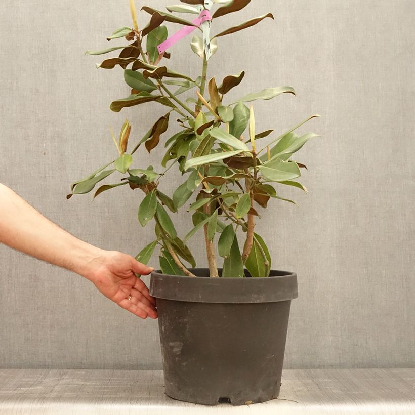 Magnolia grandiflora Purpan Pot de 10L Ejemplar entregado en la primavera