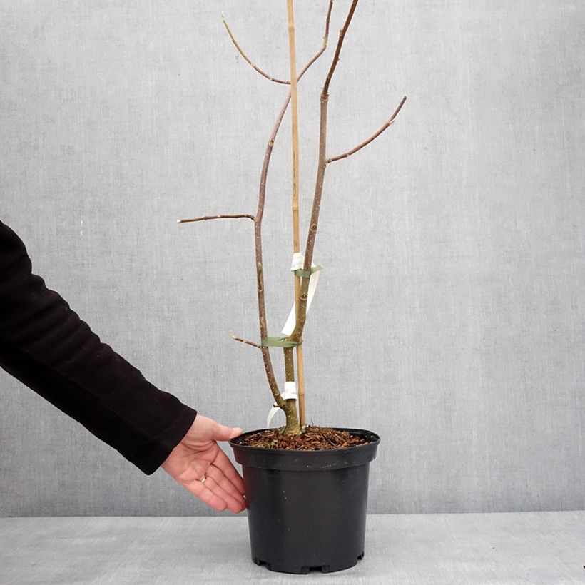 Magnolia injertado Tina durio Maceta 4L/5L Ejemplar entregado en invierno