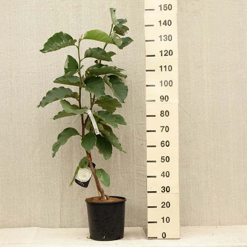 Ejemplar de Magnolia Honey Tulip en pot de 12L entregado en verano