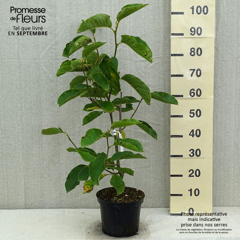 Ejemplar de Magnolia denudata Iolanthe - Yulan Maceta 4L/5L entregado en verano