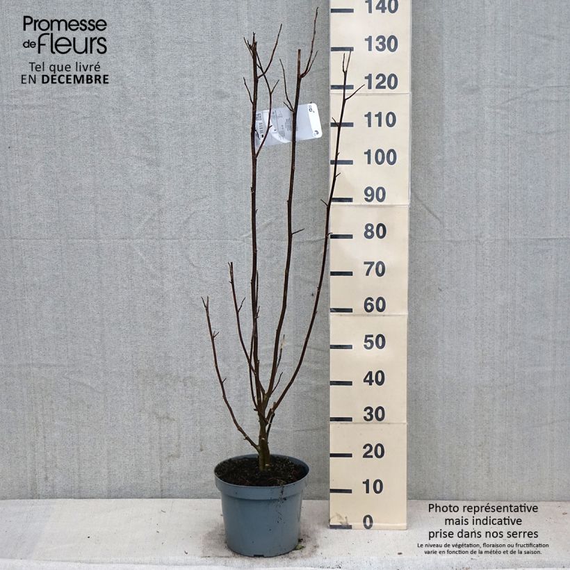 Ejemplar de Magnolia kobus - Kobushi Maceta 4L/5L entregado en otoño